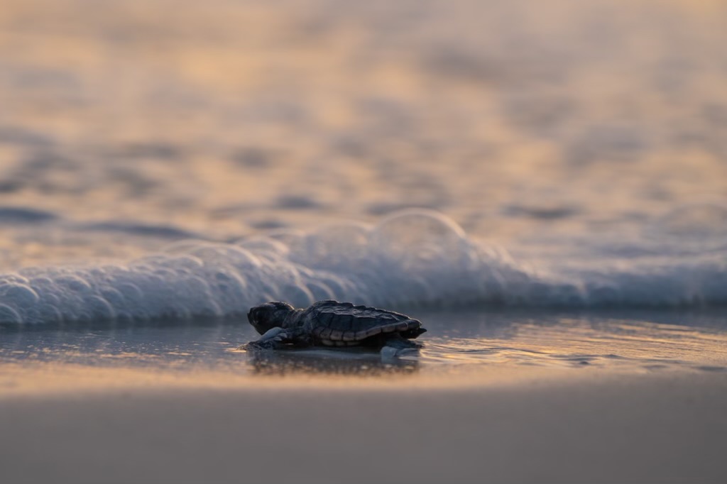 Florida Gulf Coast Beaches: Top Picks for a Perfect Vacation